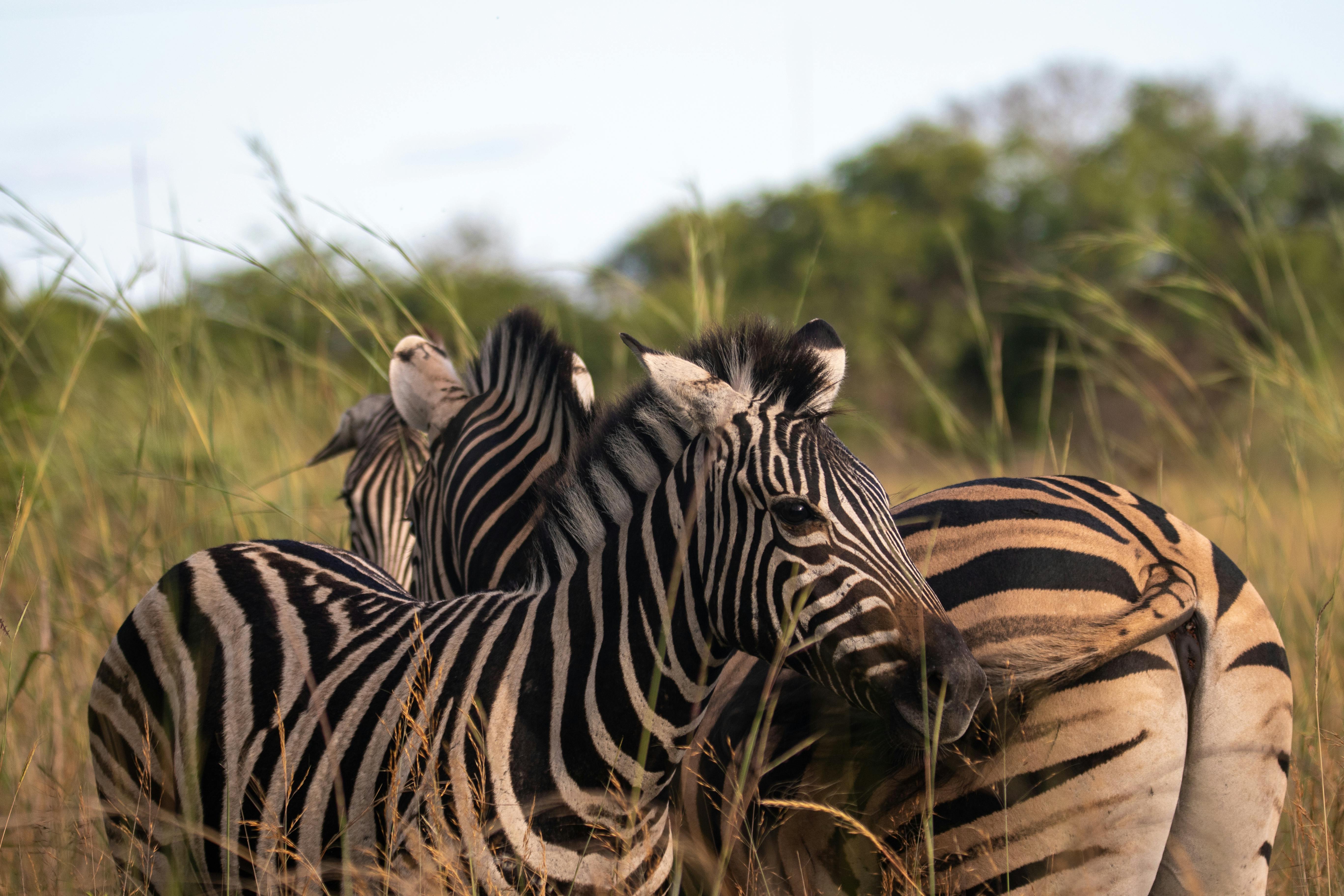 South Luangwa River