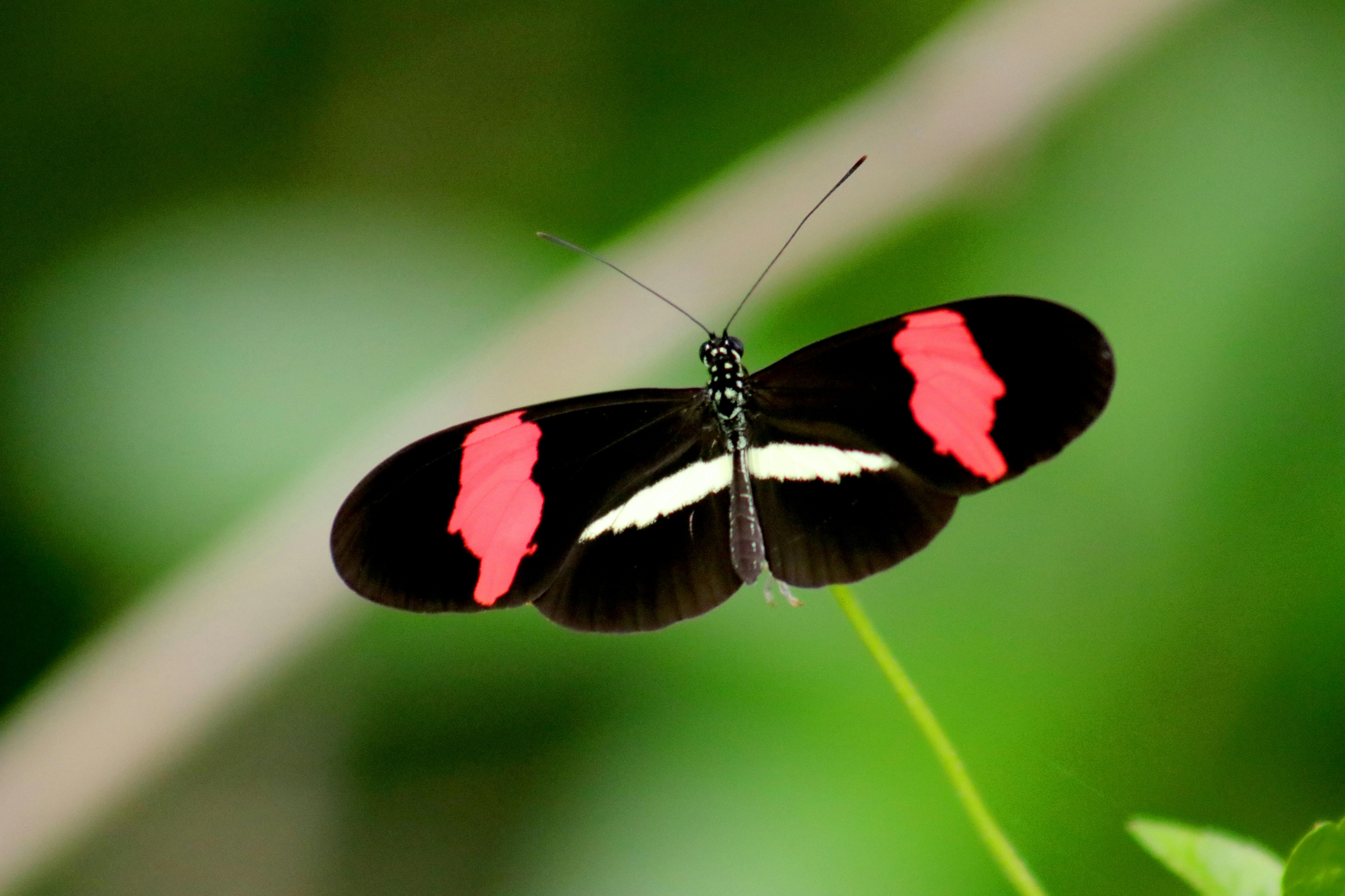 Spirogyra Butterfly Garden