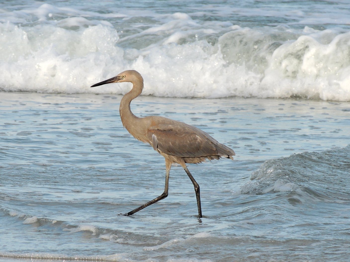 Spoonbill Swamp Kayak Tours