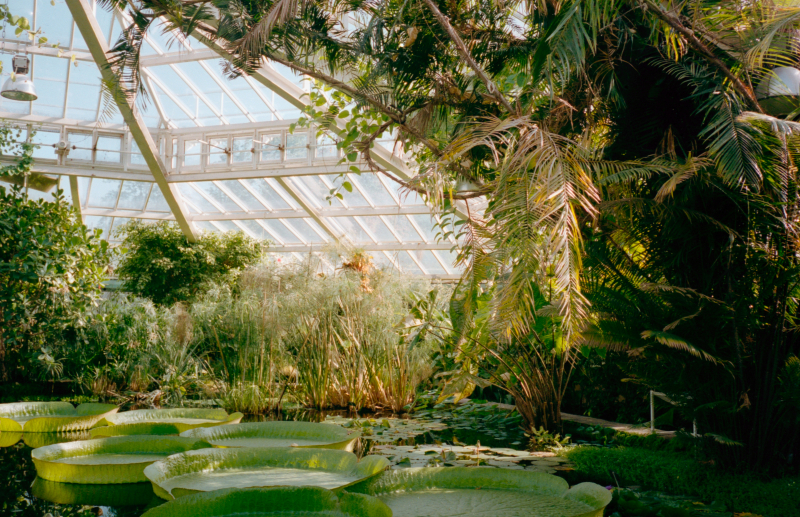 St. Petersburg Botanical Garden