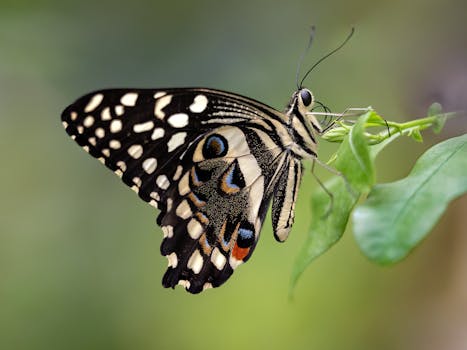 Stratford Butterfly Farm