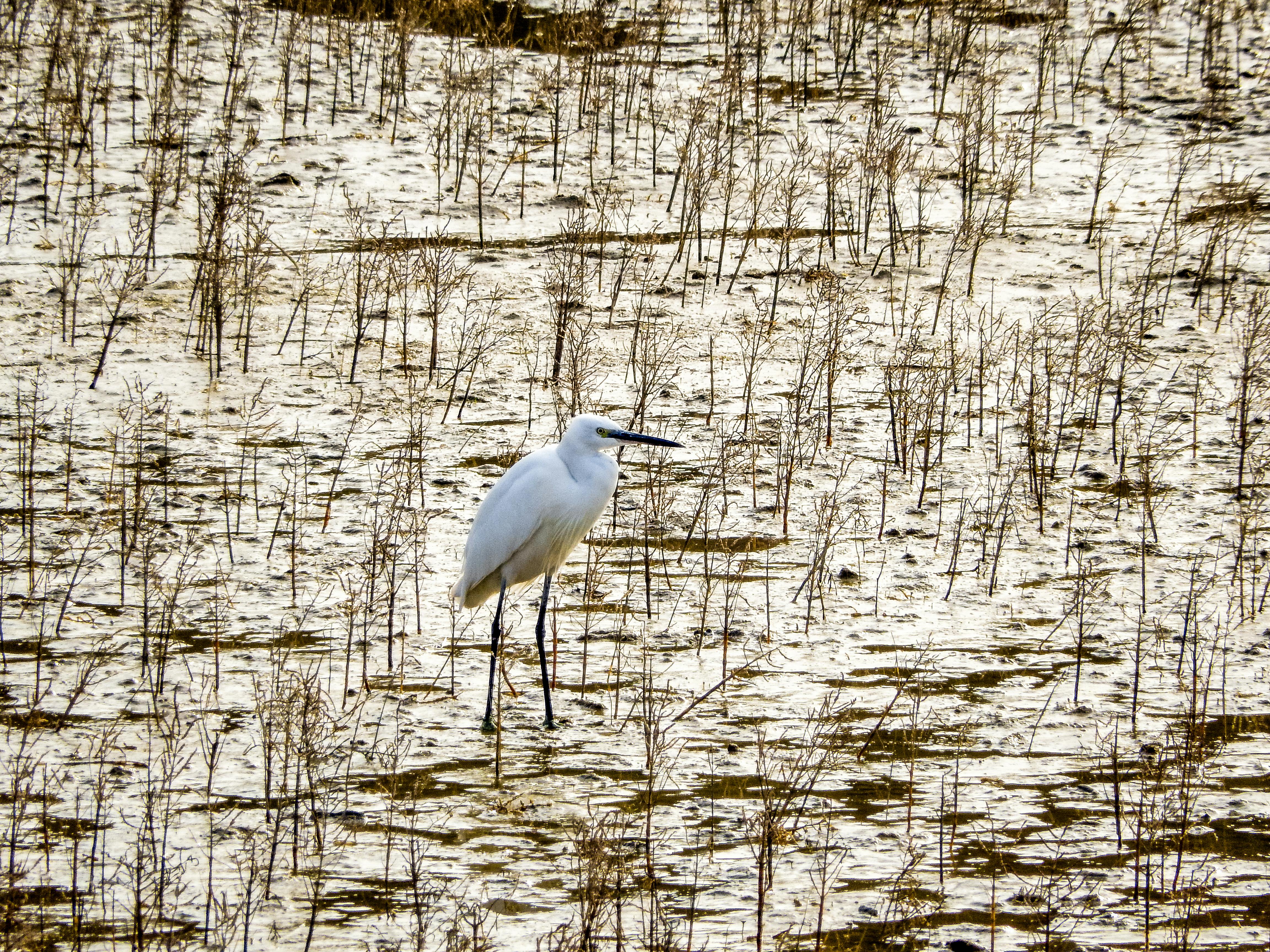 Strunjan Nature Reserve