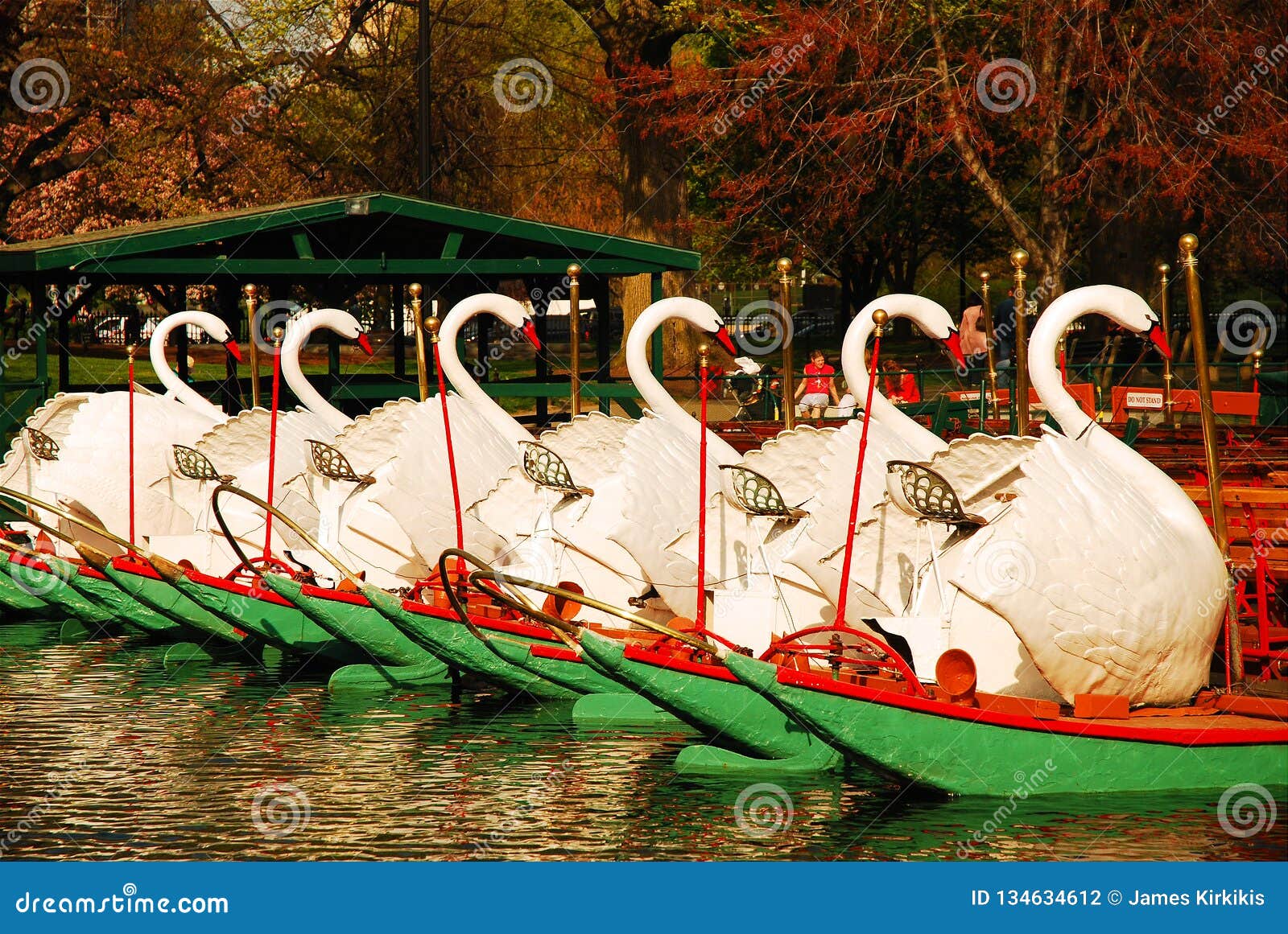 Swan Boats