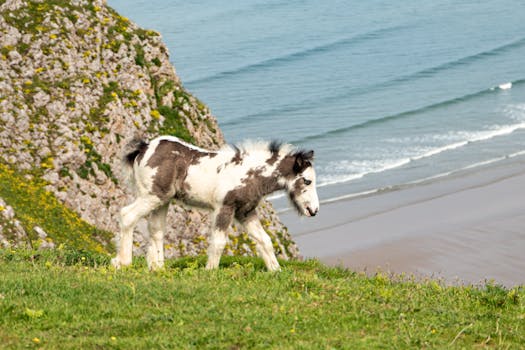 Swansea Beach