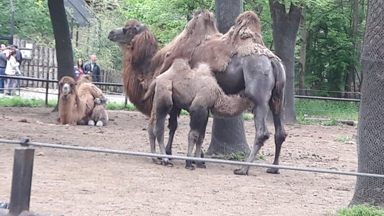 Szeged Zoo