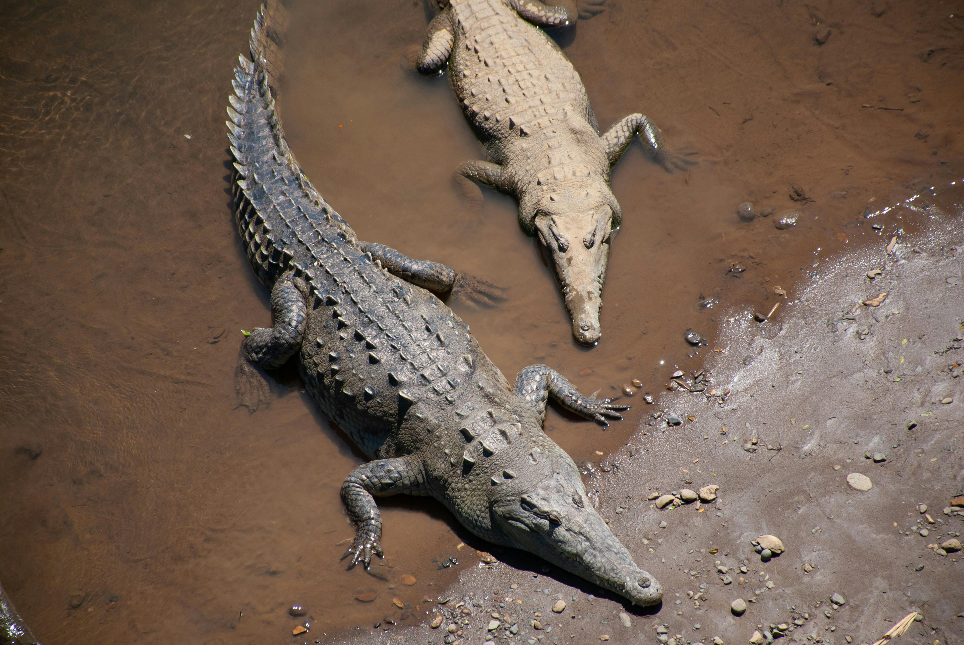 Tárcoles River Crocodiles