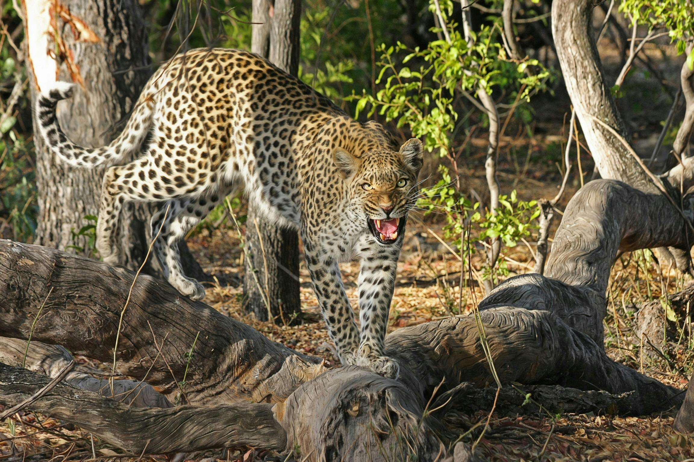 Tachila Nature Reserve