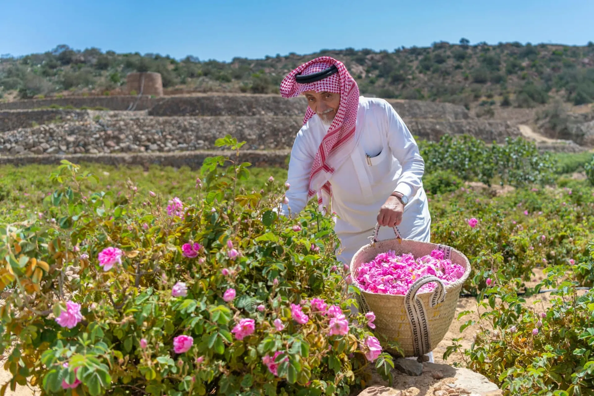 Taif Rose Garden