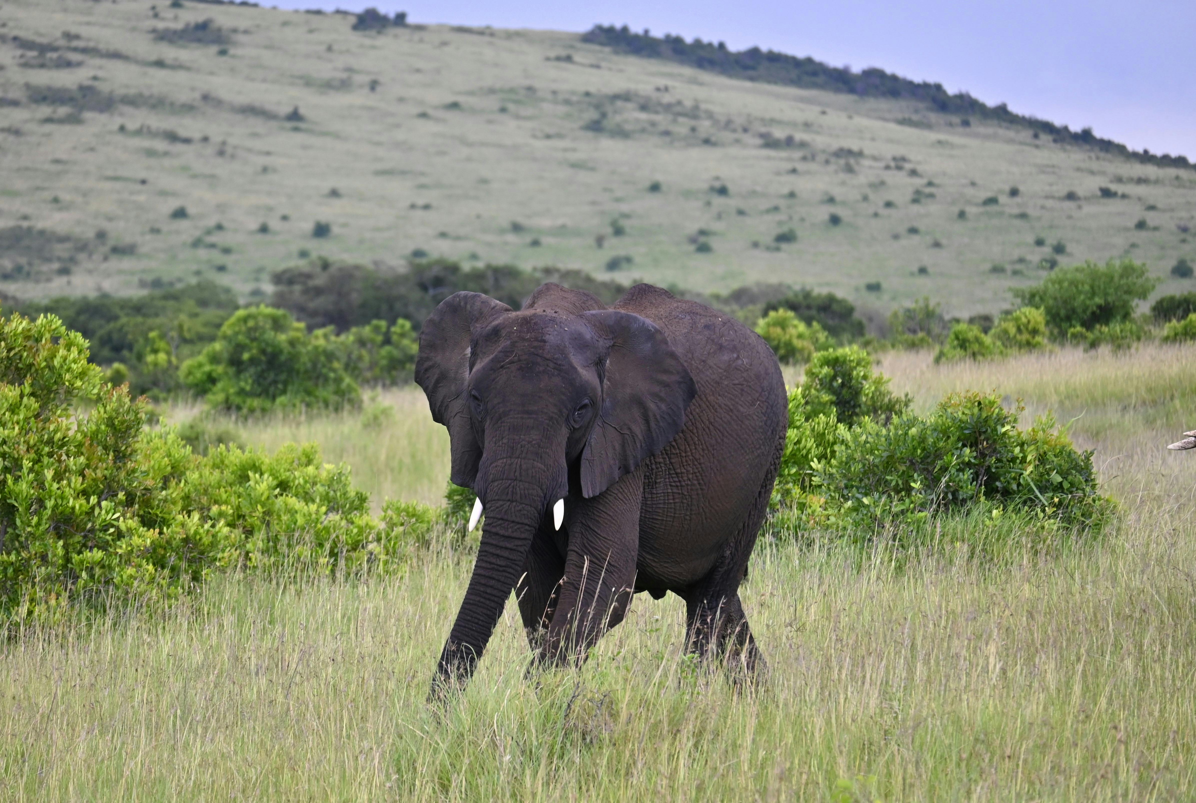 Taita Hills Wildlife Sanctuary