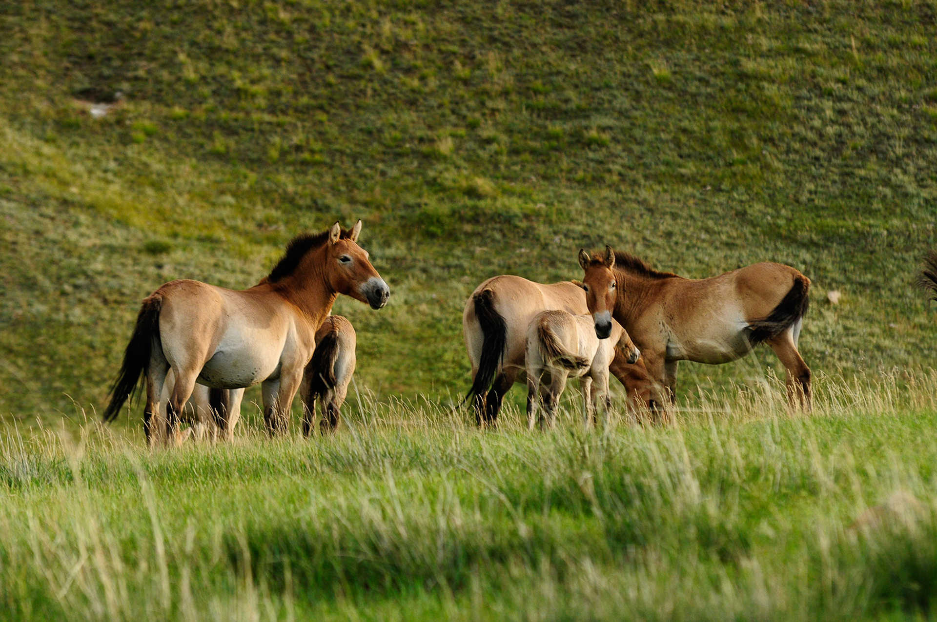 Takhi Wild Horse Reserve