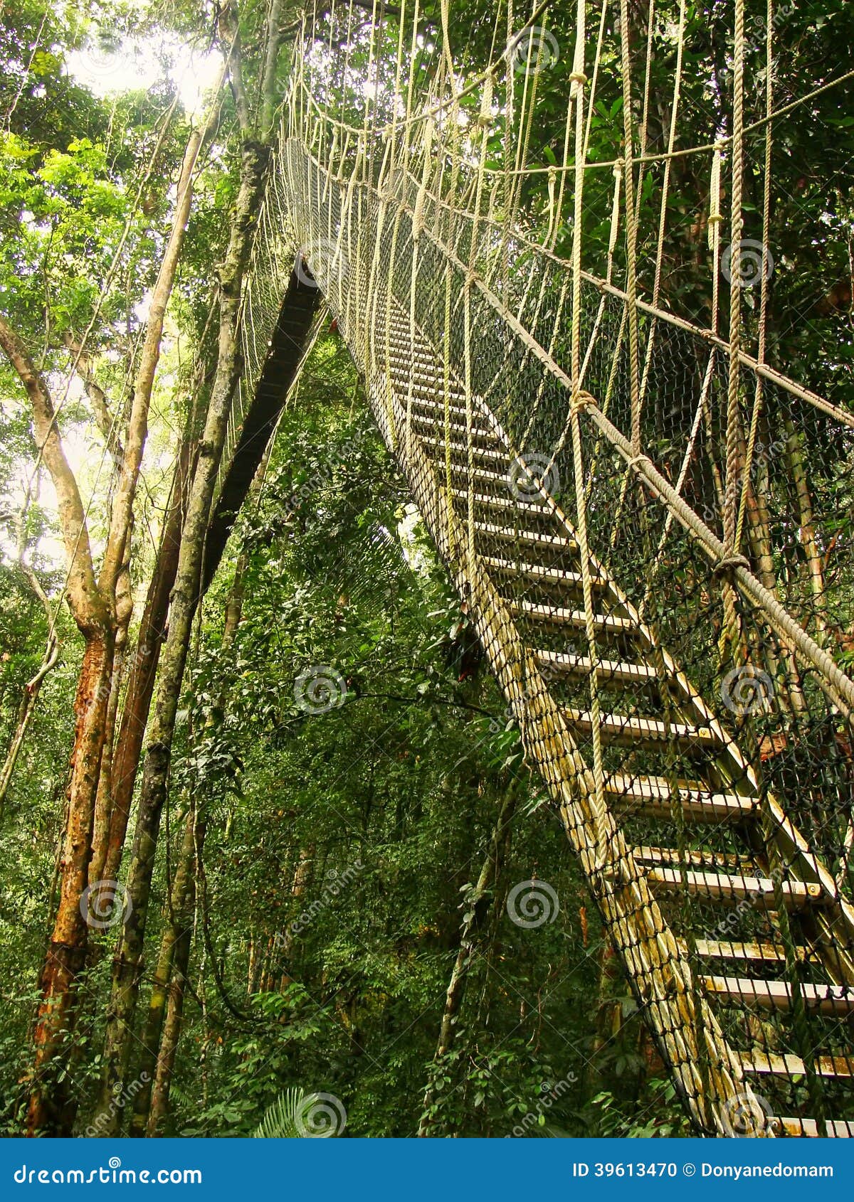 Taman Negara Canopy Walkway