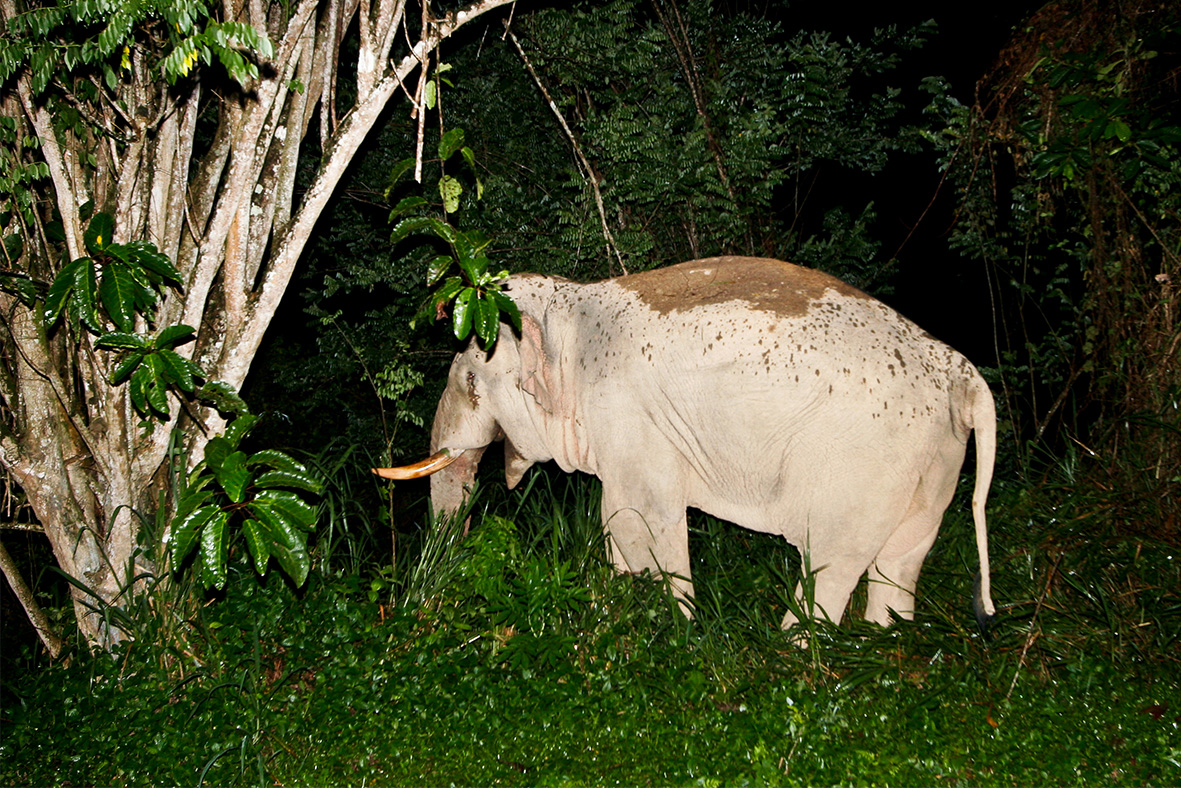 Taman Negara Wildlife Observation Hide