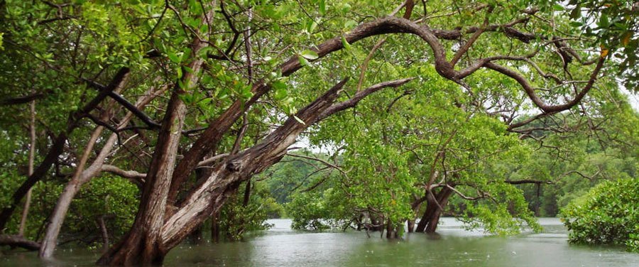 Tamarindo Wildlife Refuge