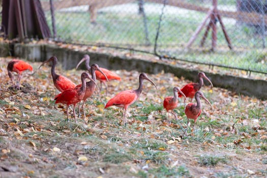 Targoviste Zoo