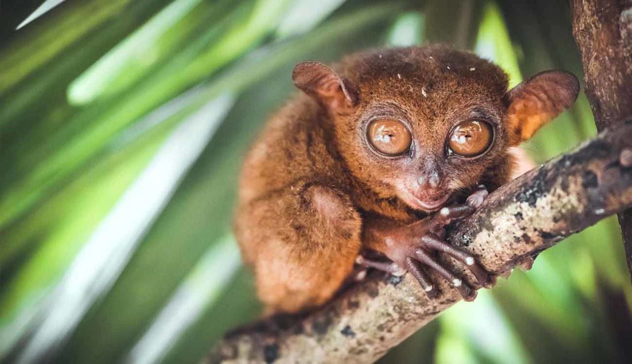 Tarsier Conservation Area