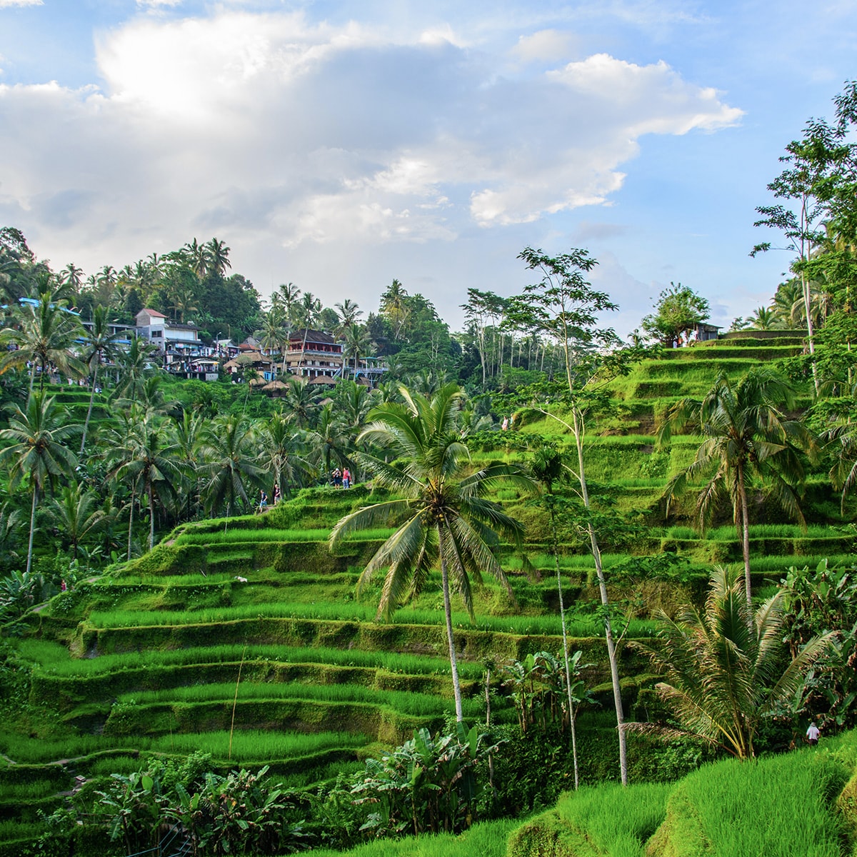 Tegallalang Rice Terraces