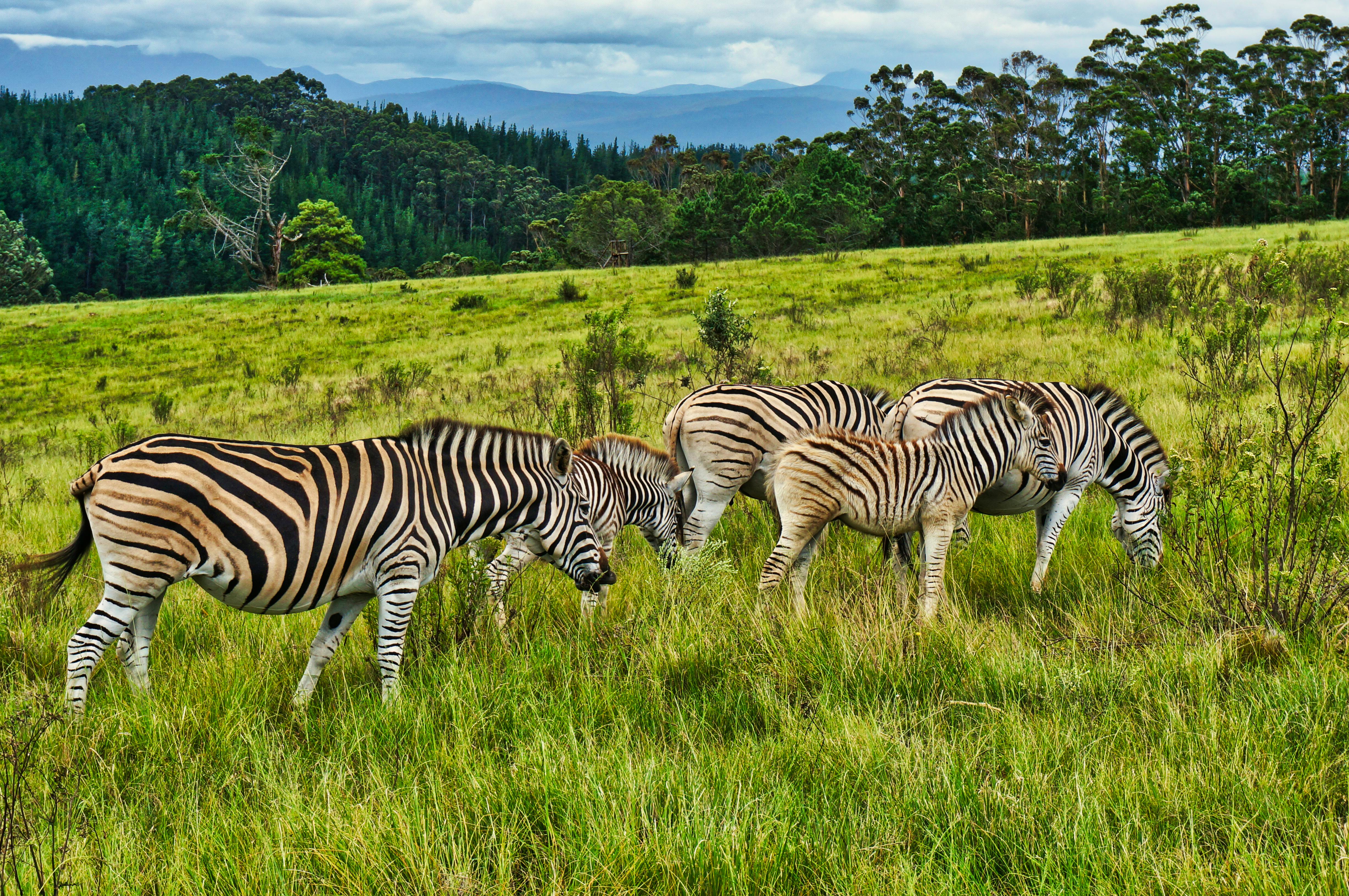 Tenikwa Wildlife Awareness Centre