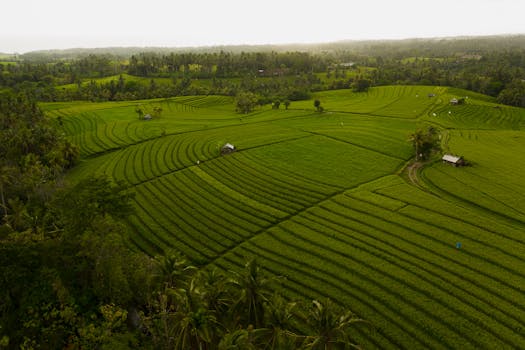 Terraced Farms