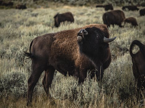 Terry Bison Ranch