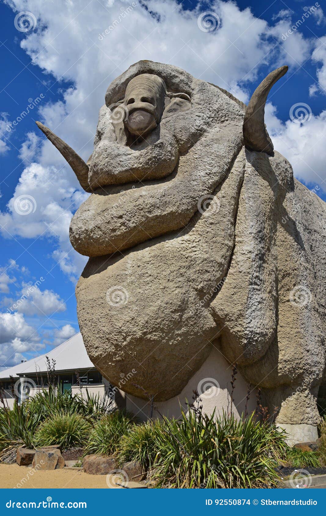 The Big Merino