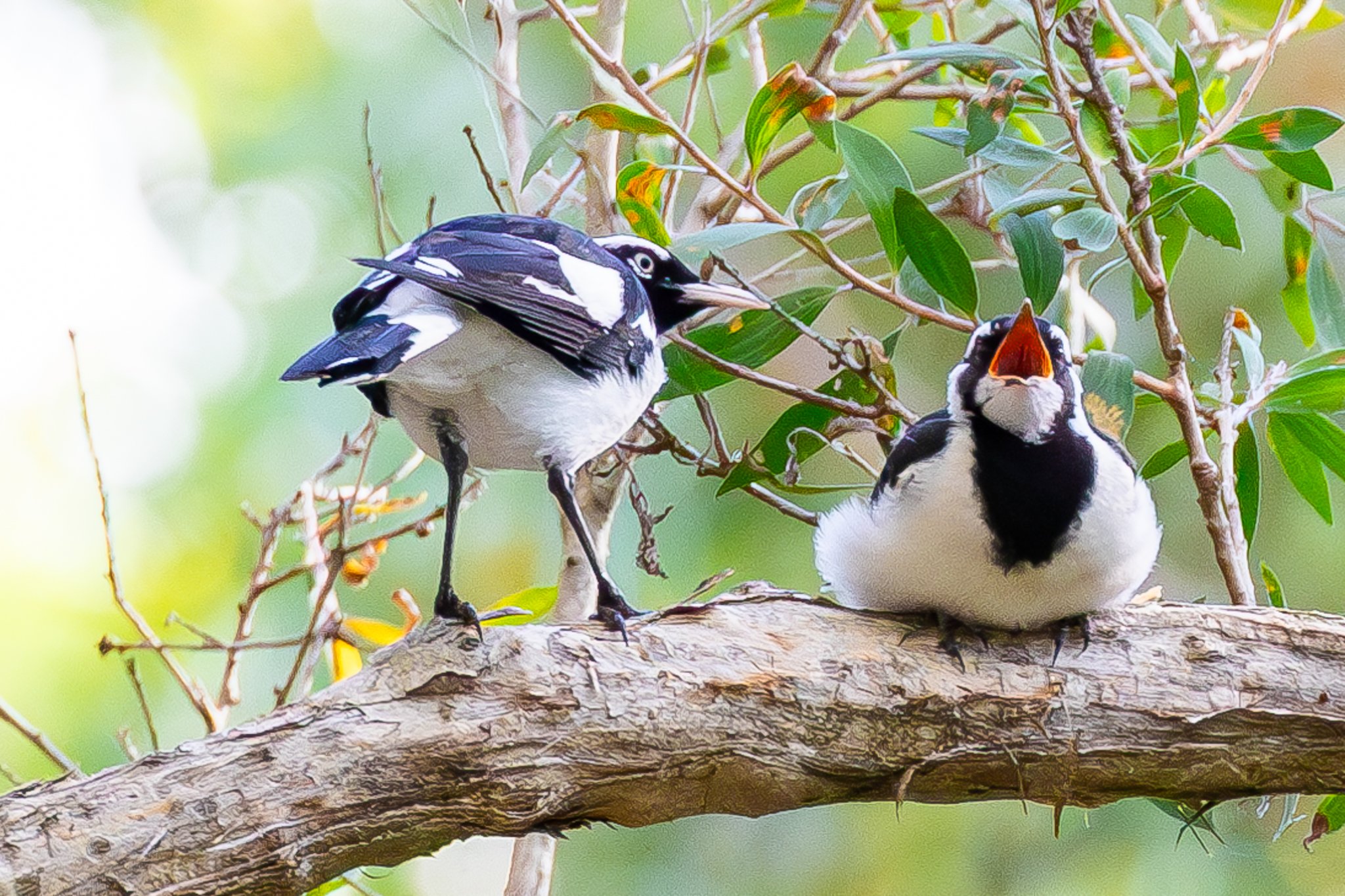 The Magpie Nest