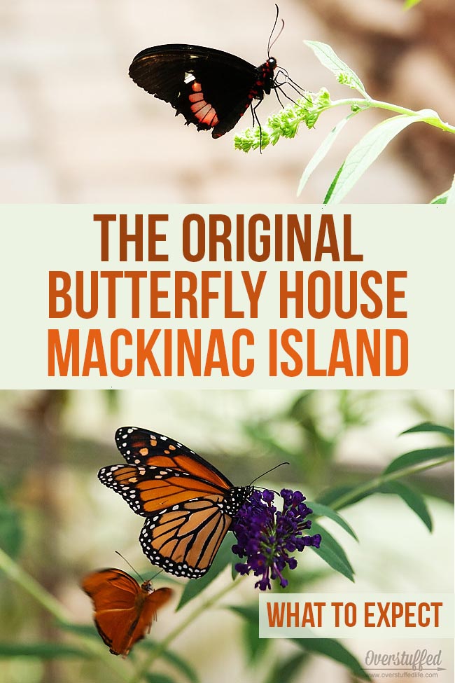 The Original Mackinac Island Butterfly House & Insect World