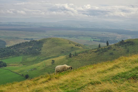 The Surrey Hills Area of Outstanding Natural Beauty