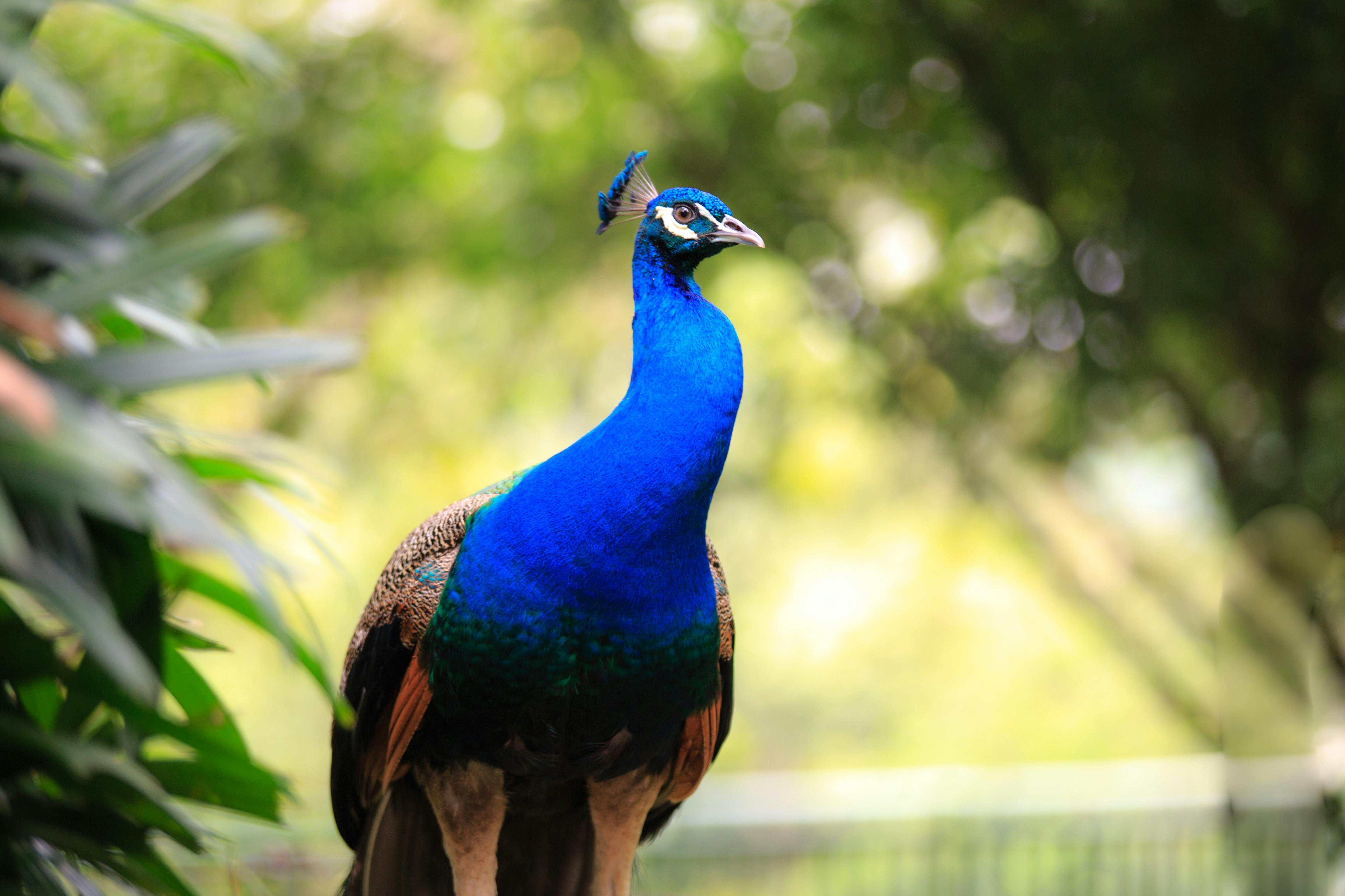 Thung Nham Bird Garden