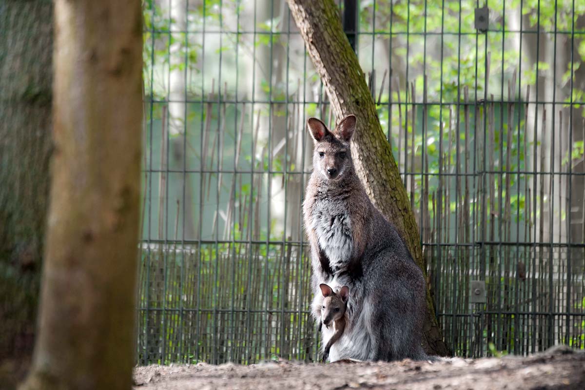 Tierpark Gotha