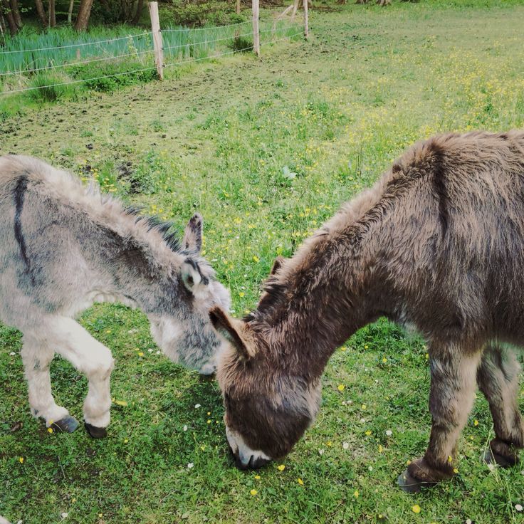 Tierpark Kunsterspring