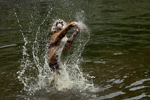 Tiger Leaping Gorge