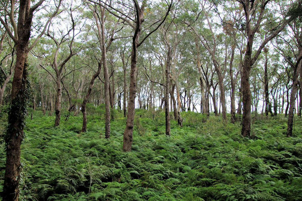 Tilligerry Habitat