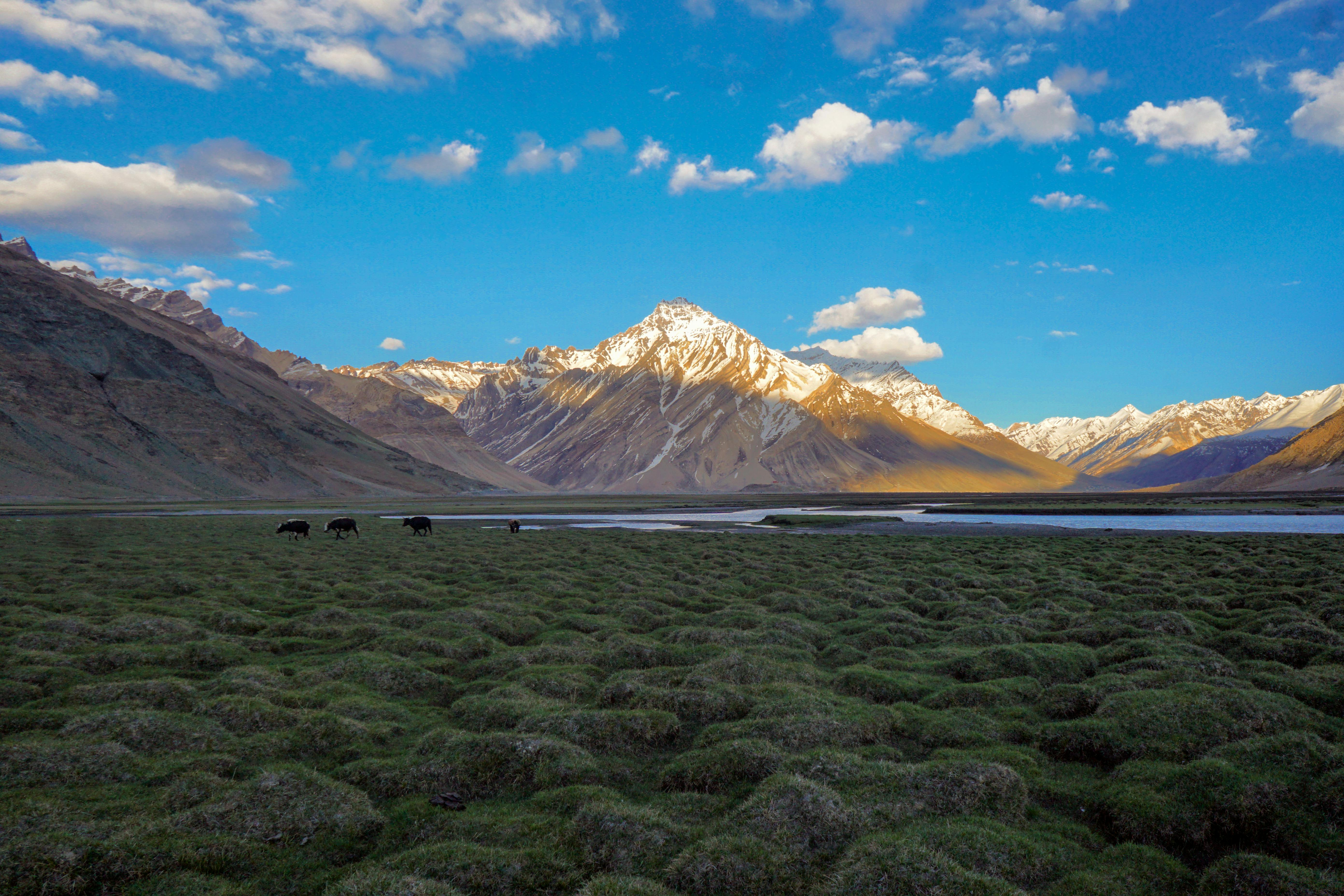 Tingri Grassland