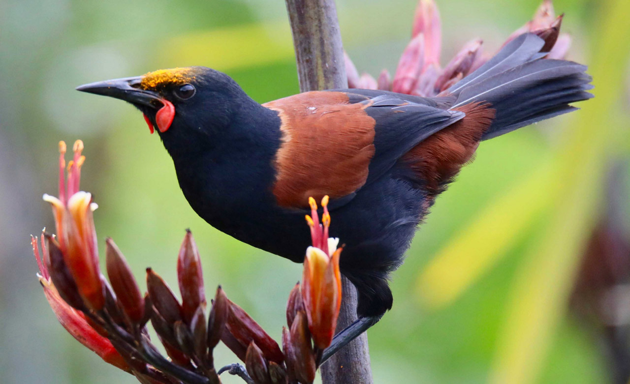 Tiritiri Matangi Island