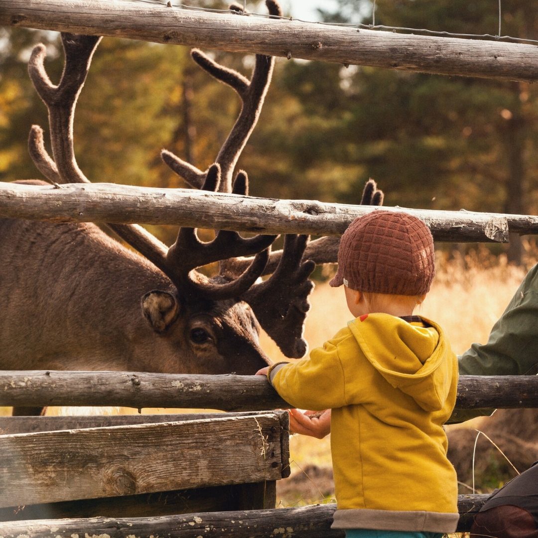 Torassieppi Reindeer Farm