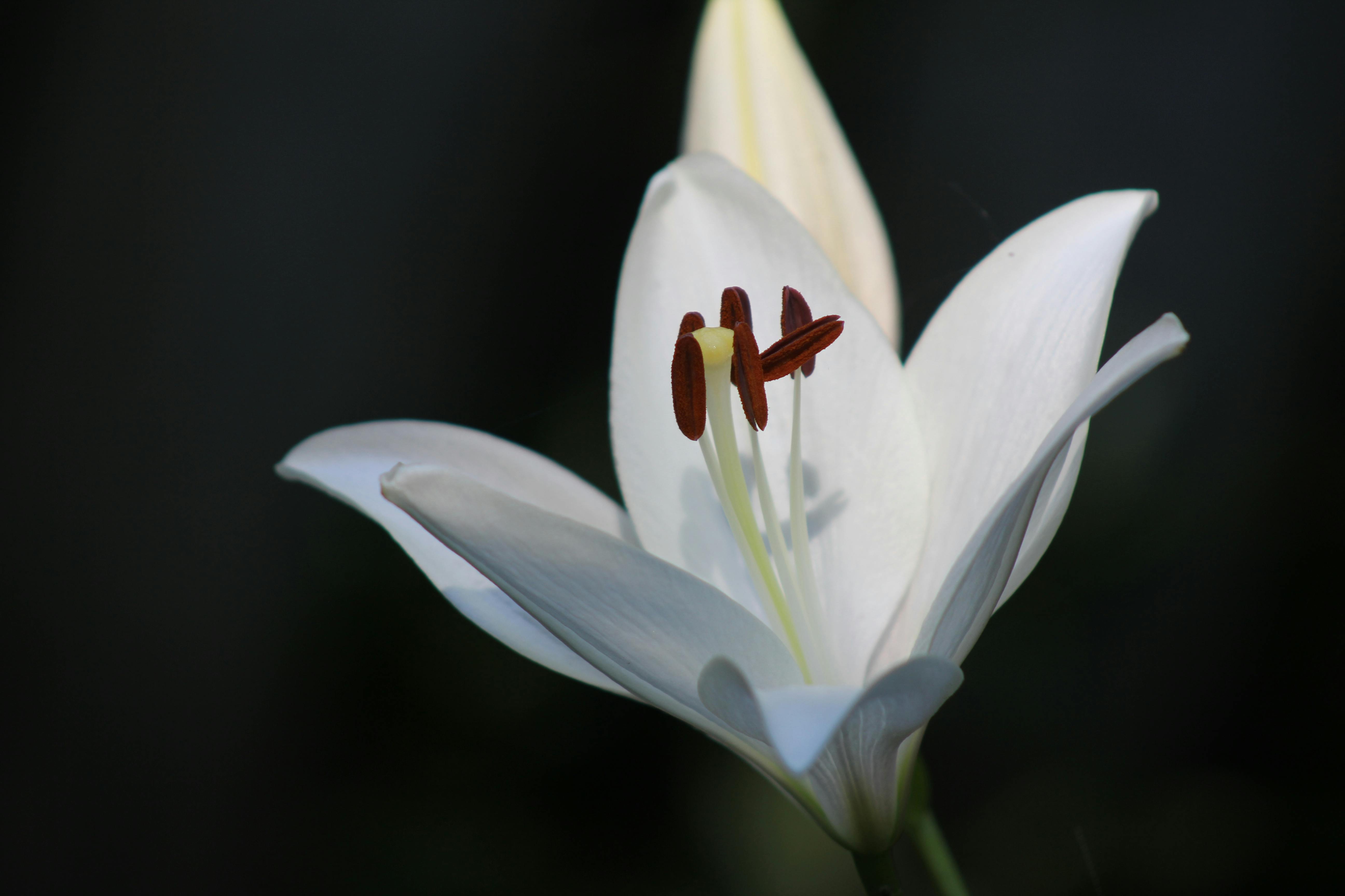 Toronto Botanical Garden