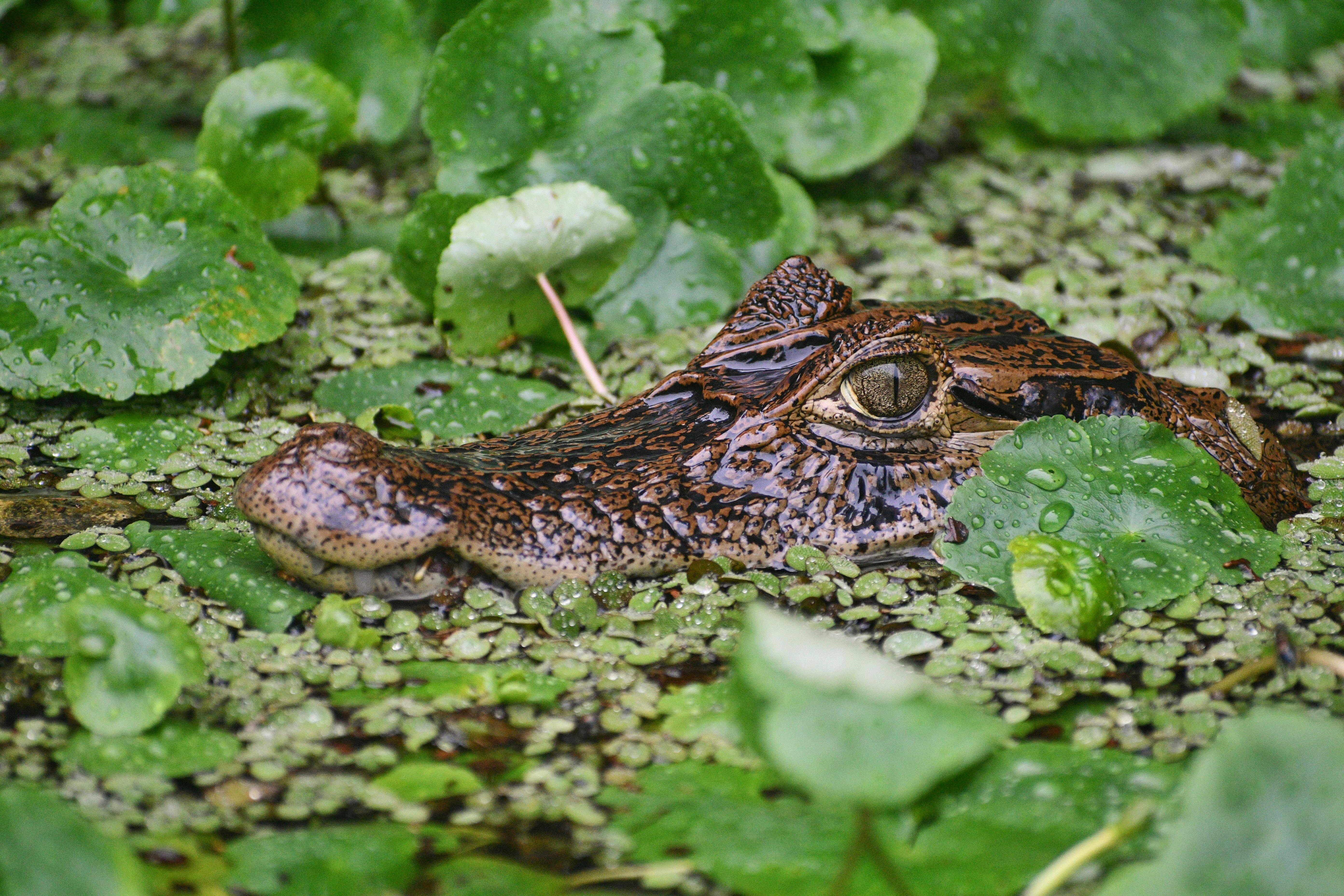 Tortuguero Canals