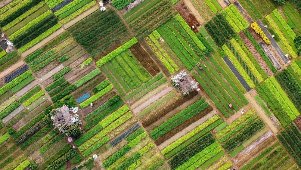 Tra Que Vegetable Village