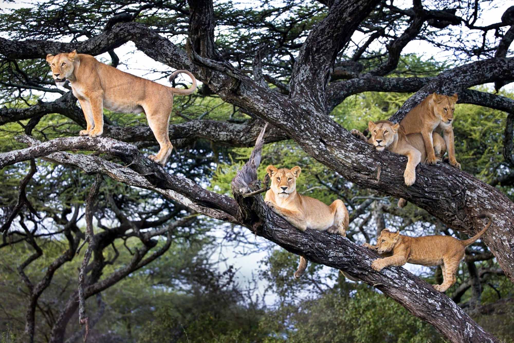 Tree Climbing Lions in Ishasha