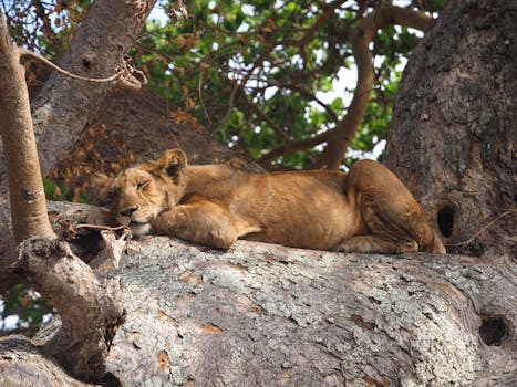 Tree Climbing Lions in Ishasha Sector