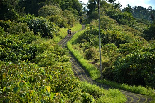 Trekking in the Jungle