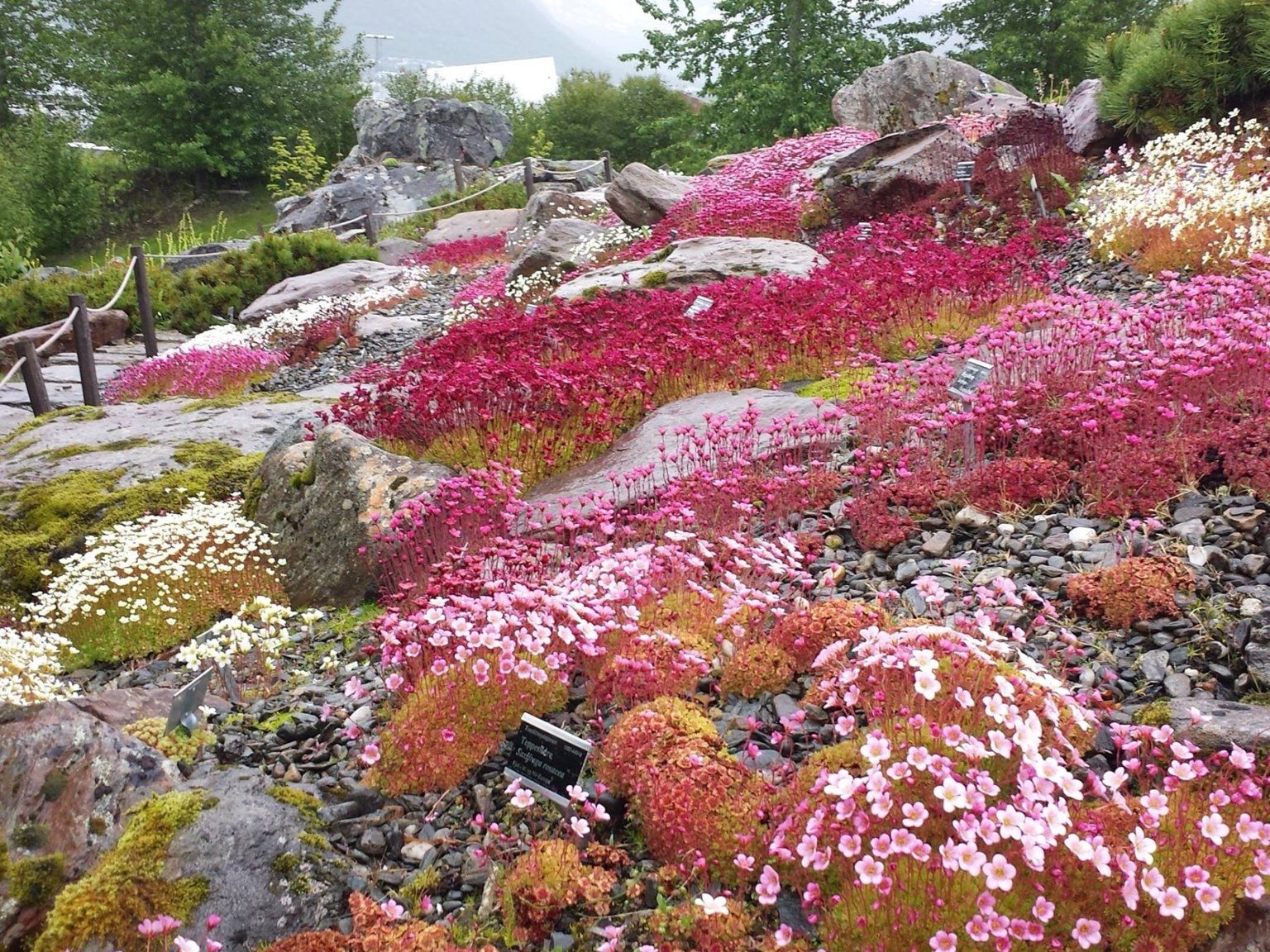 Tromsø Arctic-Alpine Botanic Garden