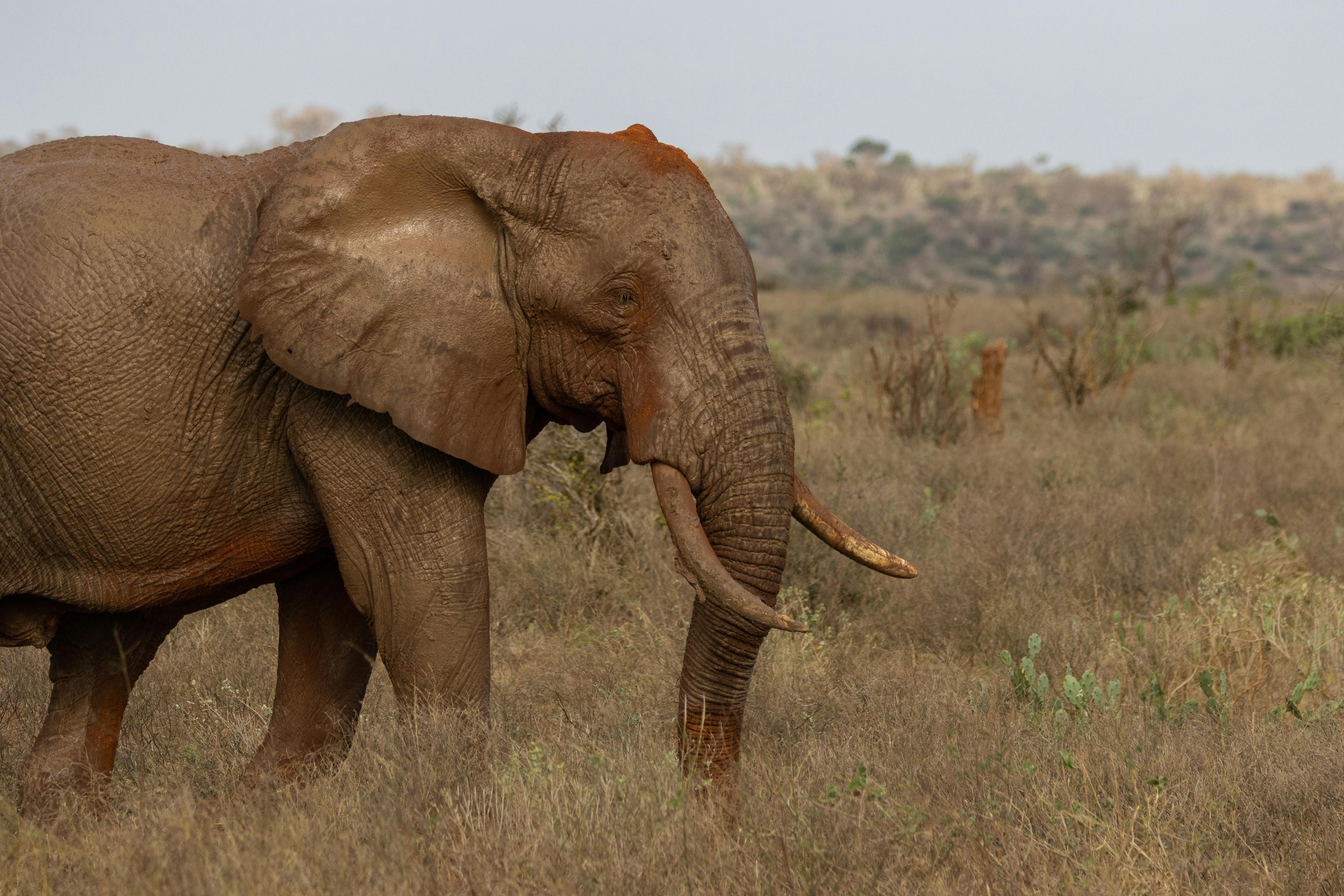 Tsavo East National Park