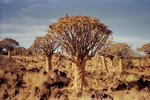 Tsumeb Botanical Gardens