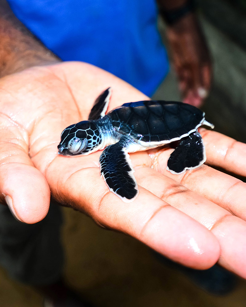 Turtle Conservation Project