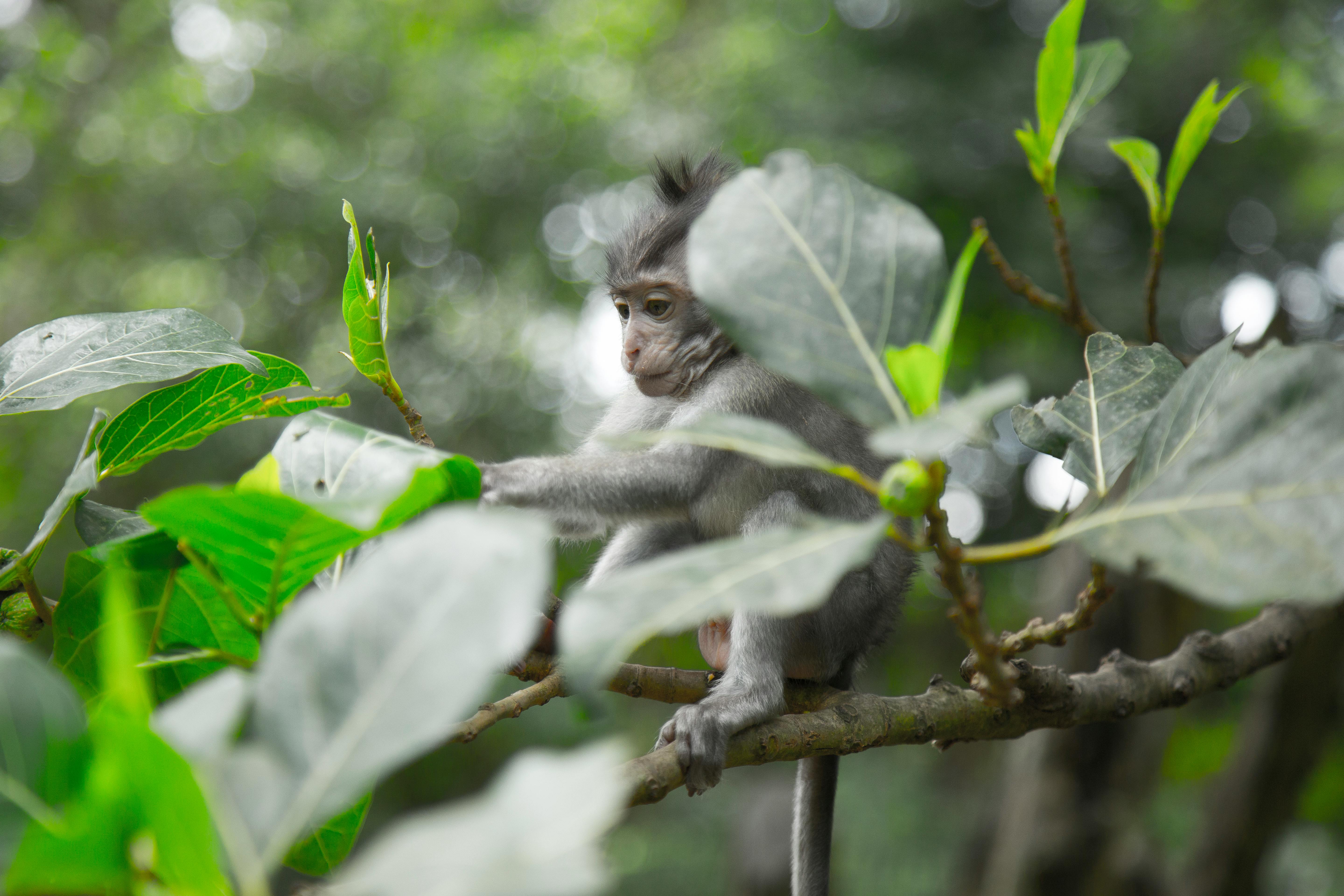 Ubud Monkey Forest