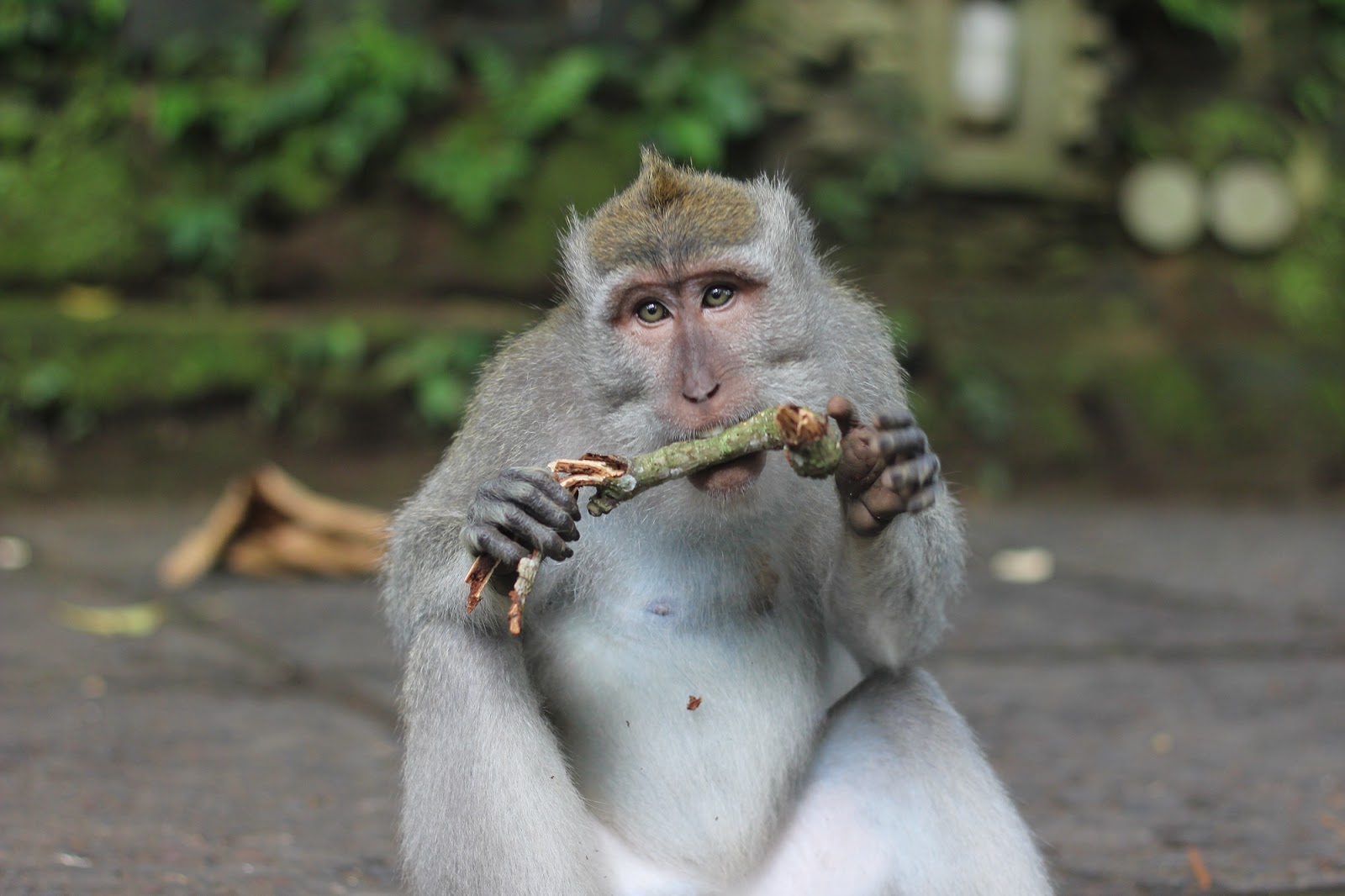 Ubud Monkey Forest