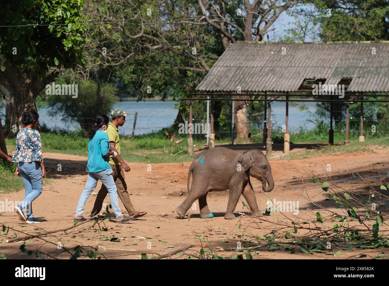 Udawalawe Elephant Orphanage