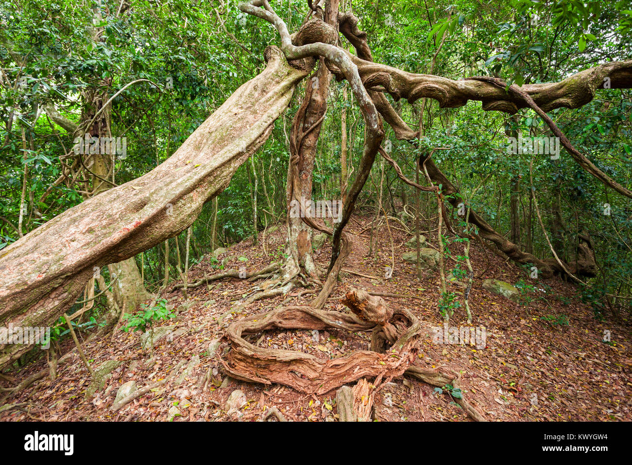 Udawatta Kele Sanctuary