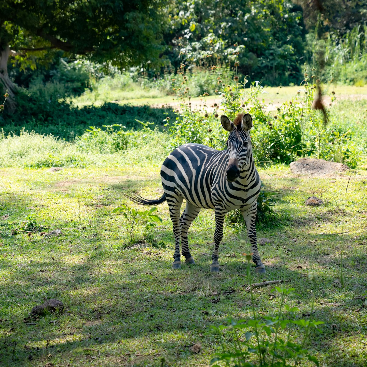 Uganda Reptile Village